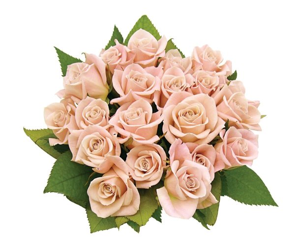 Клипарт букет роз на прозрачном фоне