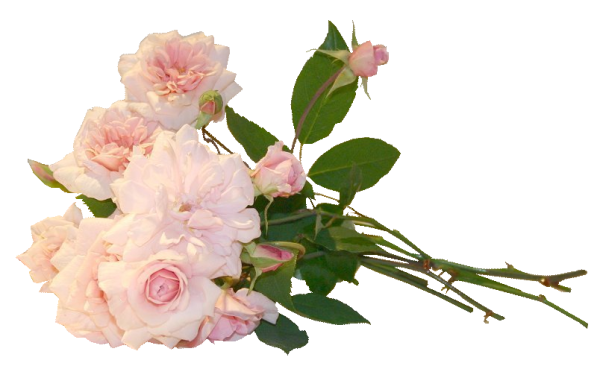 Нежные розы