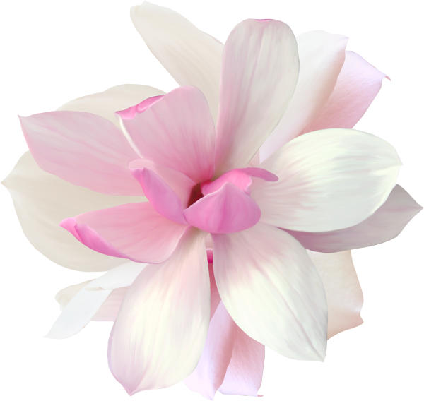 Цветы на белом фоне