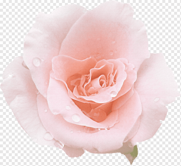 Нежные розы на прозрачном фоне