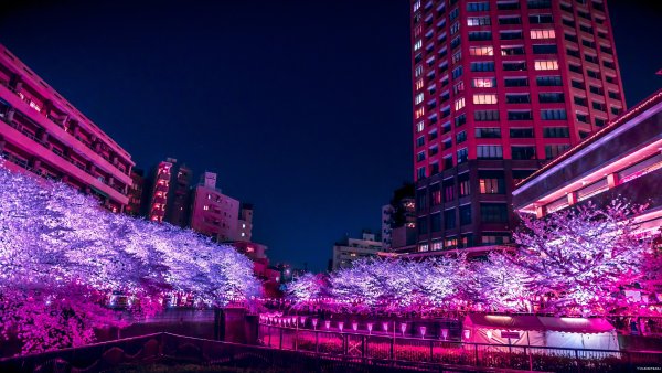 Токио улицы Сакура
