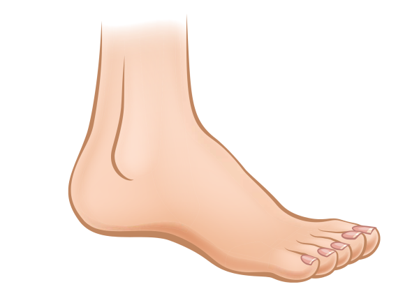 Стопы ног на прозрачном фоне