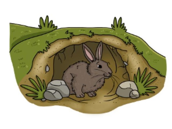 Зайчата в норке