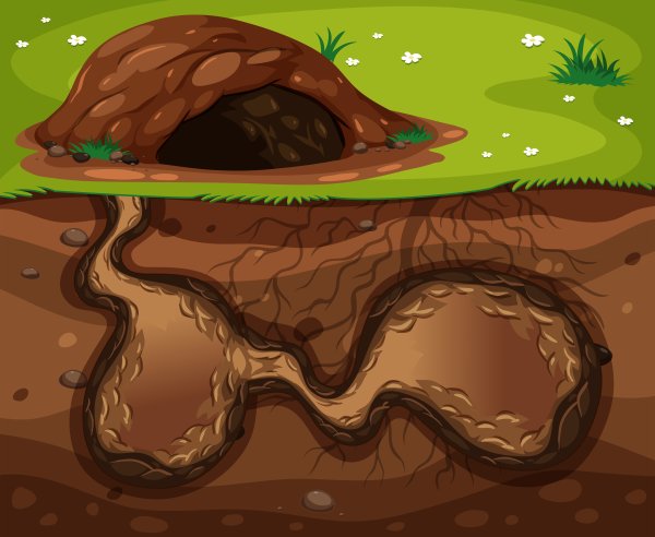 Burrow мультфильм