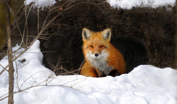 Лисья Нора зимой