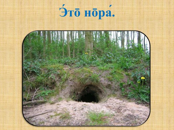 Лисья Нора Нора барсука