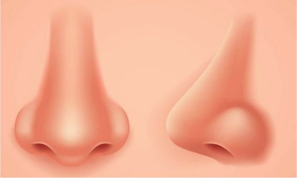 Изображение носа