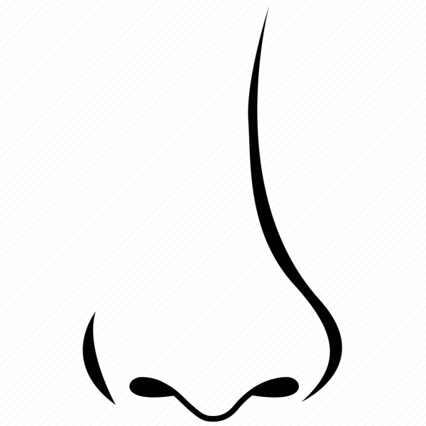 Контур носа