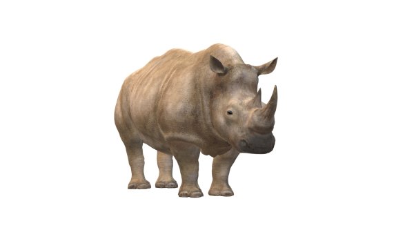 Носорог на прозрачном фоне