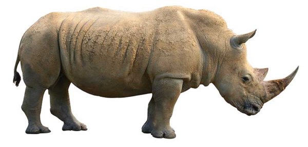 Носорог на белом фоне для детей