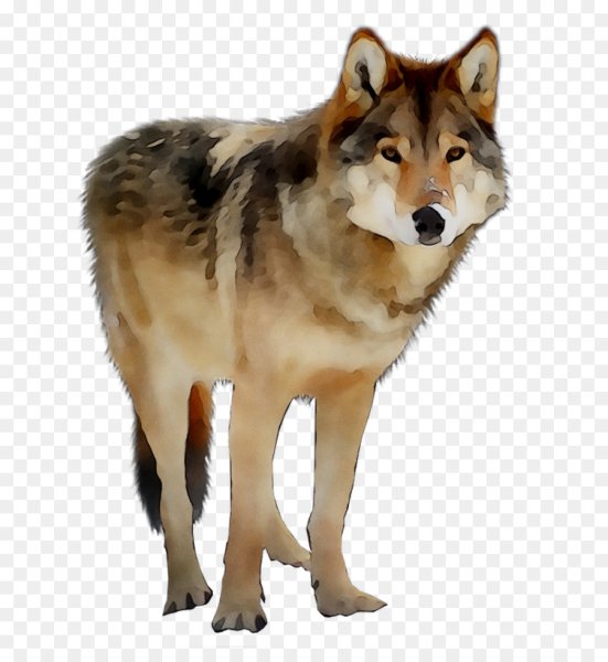 Волк на прозрачном фоне