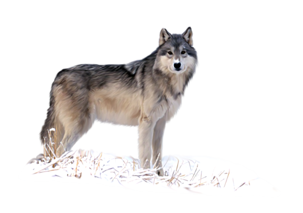 Волк зимой на прозрачном фоне