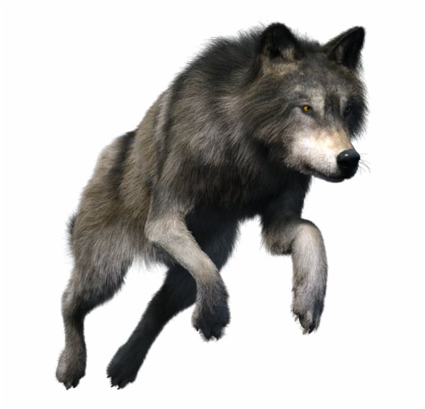 Волк на белом фоне