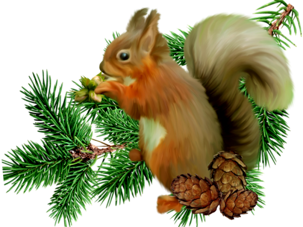 Белка на ветке елки