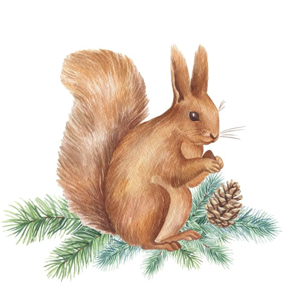 Белочка с шишкой рисунок