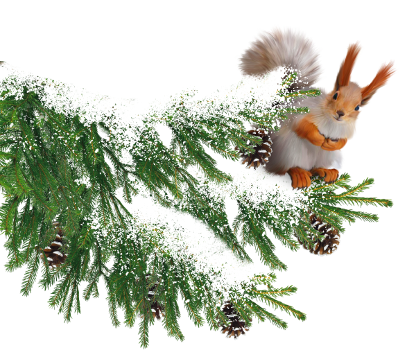 Ветка Еловая