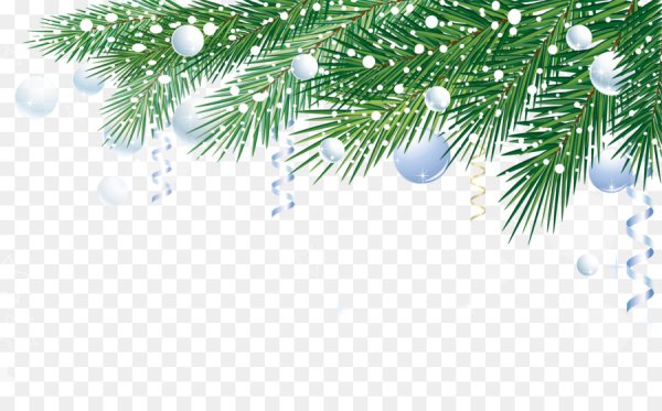 Новогодняя Еловая ветка на прозрачном фоне