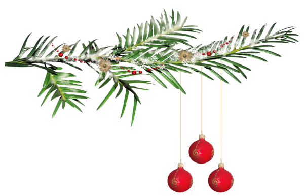 Ветка елки сбоку