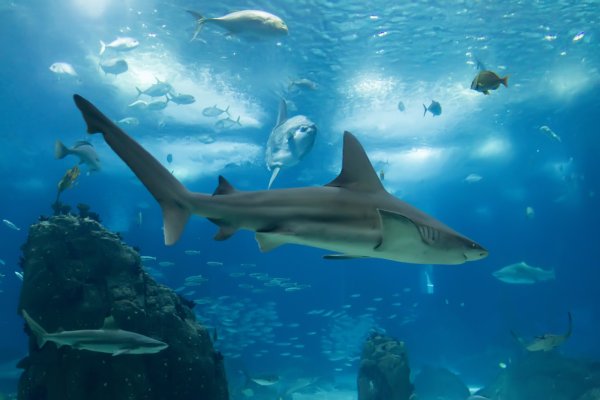 Подводный мир океана