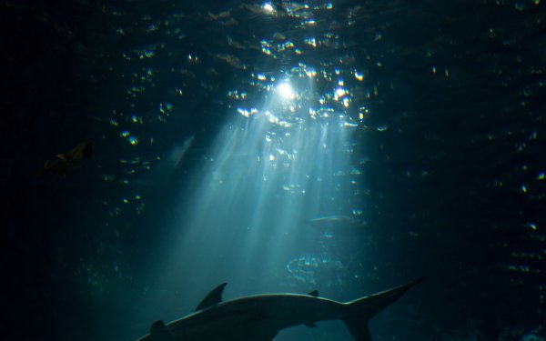 Обои на рабочий стол подводный мир