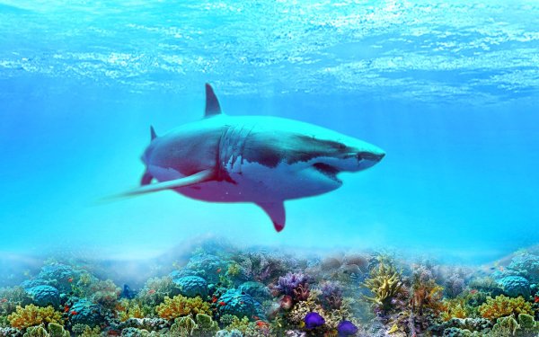 Морской мир акулы