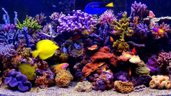 Живой аквариум