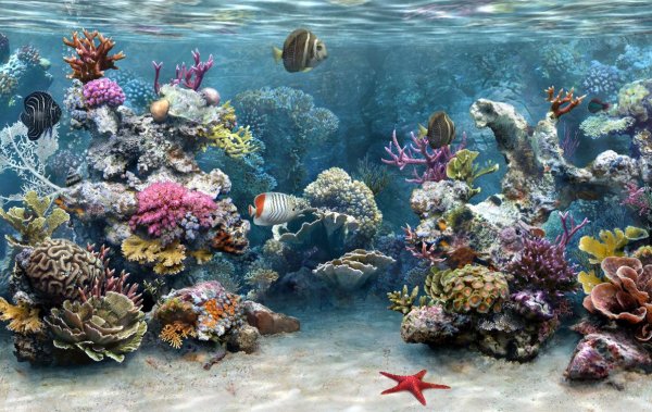 Морское дно с кораллами