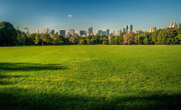Центральный парк Нью-Йорка большая лужайка