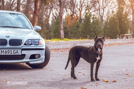 БМВ питбуль м5