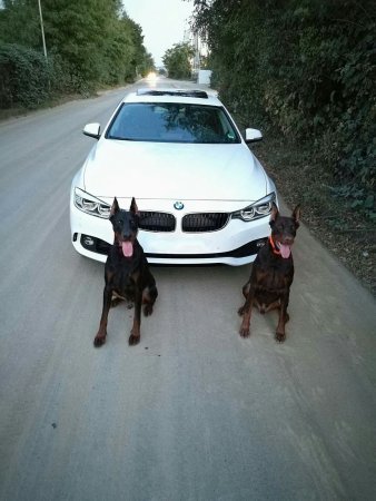 БМВ м5 Доберман