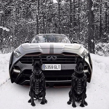 Доберман и Ауди