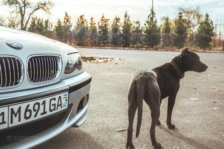 BMW x5 e53 с питбулем