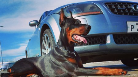 Доберман и БМВ