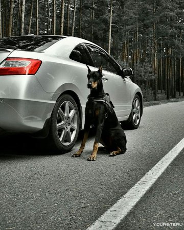 Доберман и БМВ е60