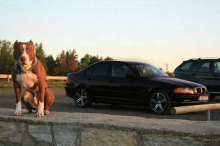 BMW x5 и Доберман