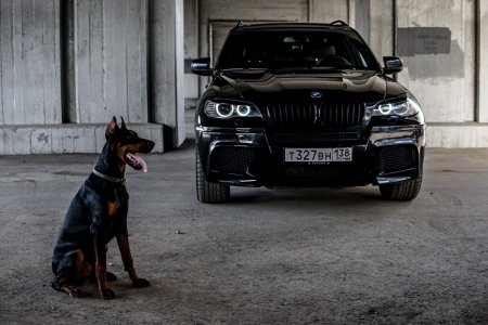 BMW x5 и Доберман