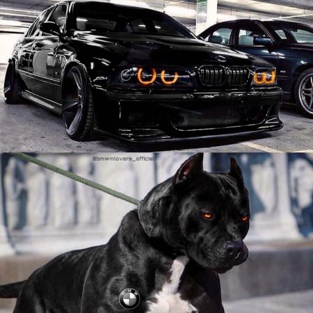 Машина с питбулем