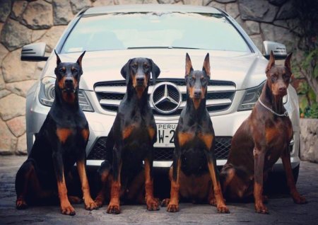 Доберман и Мерседес
