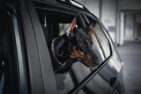 Доберман Самара