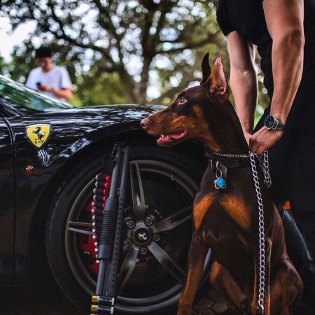 Доберман и БМВ е30