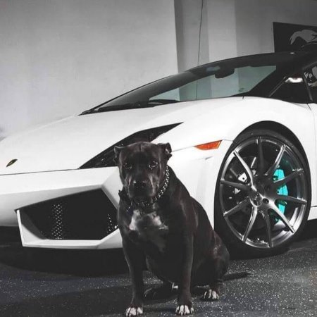 Ламборджини лабрадор