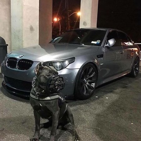 БМВ м5 Доберман