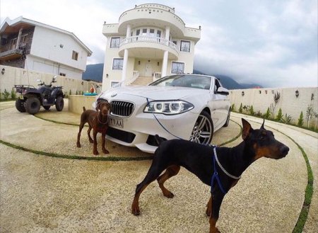 BMW x5 и Доберман