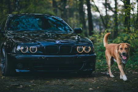 BMW e46 Доберман