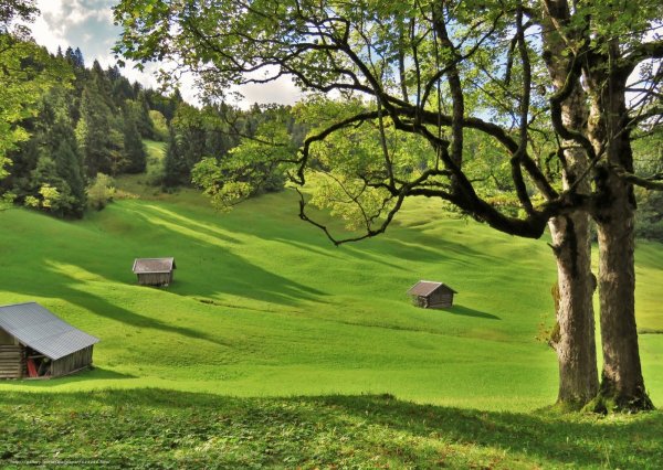 Поле дерево домик