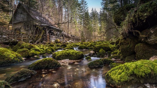 Дремучий лес с прудом