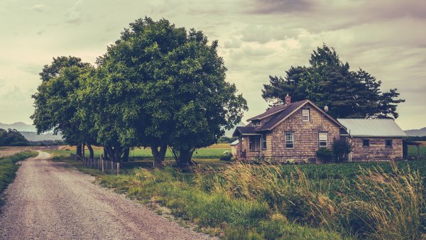 Деревенские деревья