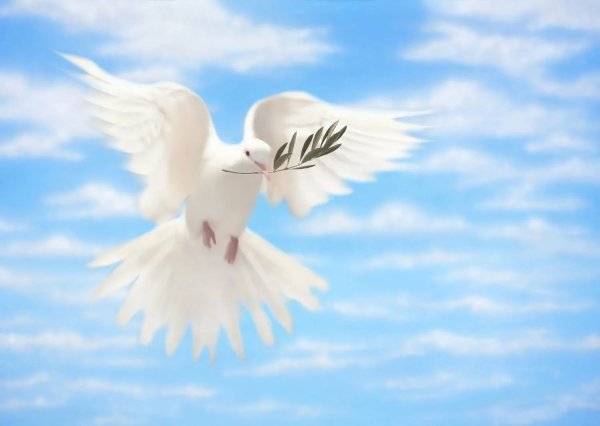 Голубь с оливковой ветвью
