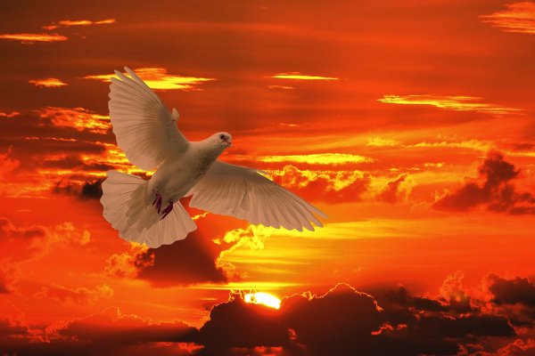 Голубь на небе с закатом