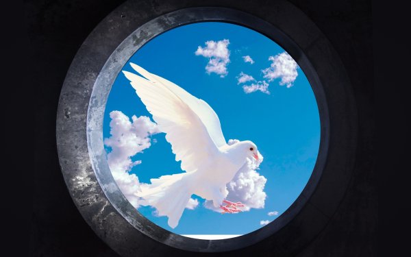 Обои на рабочий стол голуби